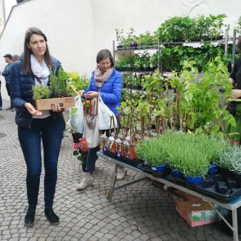 Blumen- und Gartenmarkt Glurns 2018; Fotos: Dany/Ossi