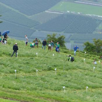 Landesentscheid im Handmähen