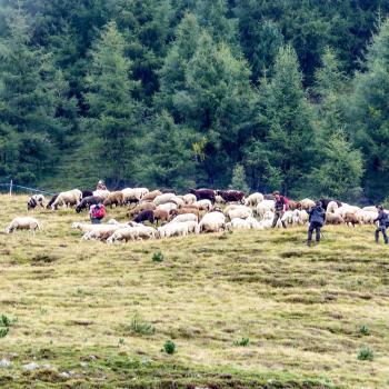 „Schoufschoad“ in Langtaufers, 7. September 2019. Fotos: Sepp