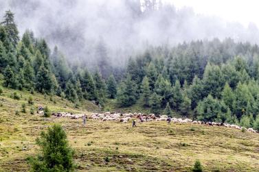 „Schoufschoad“ in Langtaufers, 7. September 2019. Fotos: Sepp