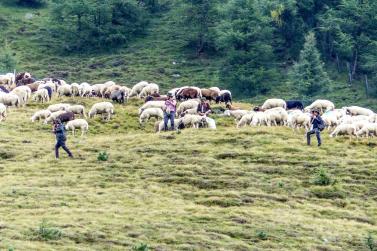„Schoufschoad“ in Langtaufers, 7. September 2019. Fotos: Sepp