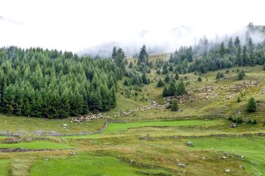„Schoufschoad“ in Langtaufers, 7. September 2019. Fotos: Sepp
