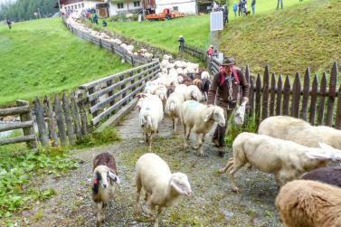 „Schoufschoad“ in Langtaufers, 7. September 2019. Fotos: Sepp