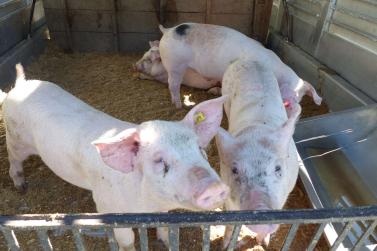 Sonnta-Hons-Morkt in Prad, 24. Juni 2019; Fotos: Sepp