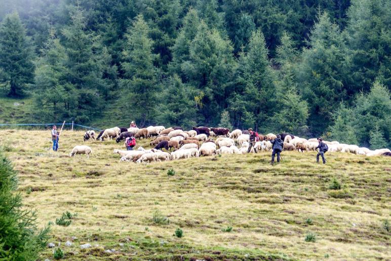 „Schoufschoad“ in Langtaufers, 7. September 2019. Fotos: Sepp