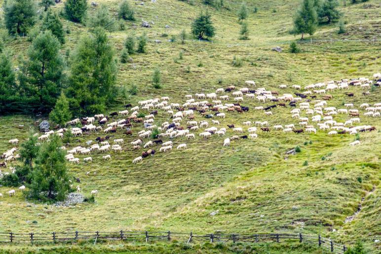 „Schoufschoad“ in Langtaufers, 7. September 2019. Fotos: Sepp