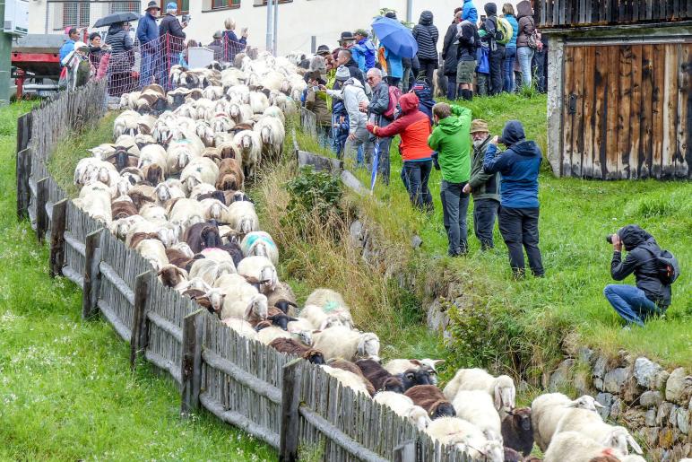 „Schoufschoad“ in Langtaufers, 7. September 2019. Fotos: Sepp